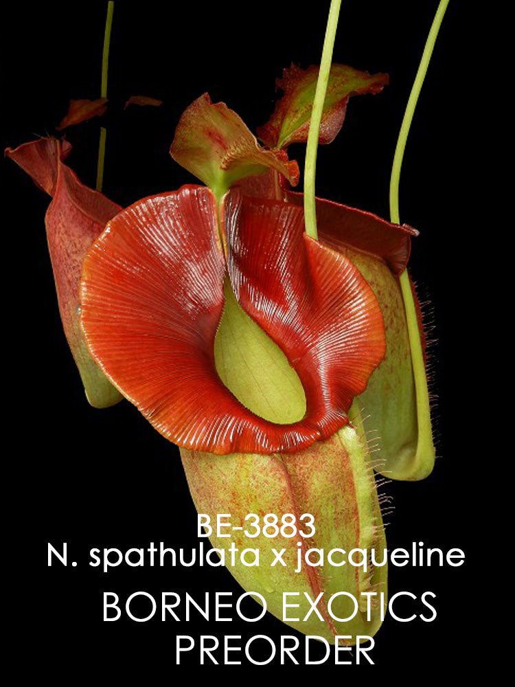 Nepenthes spathulata x jacqueline BE-3883 S