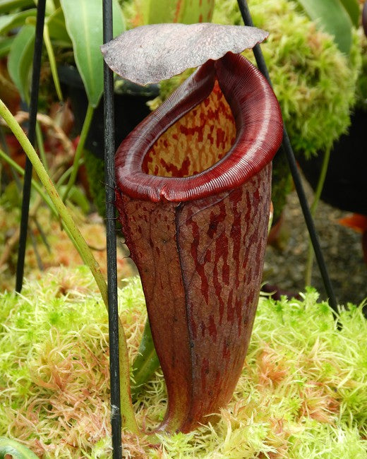 Nepenthes glandulifera x tenuis BE-3891