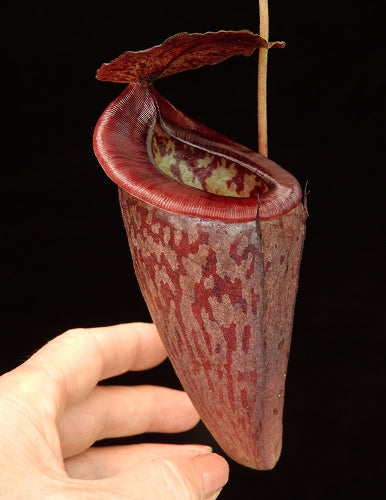 Nepenthes glandulifera x tenuis BE-3891