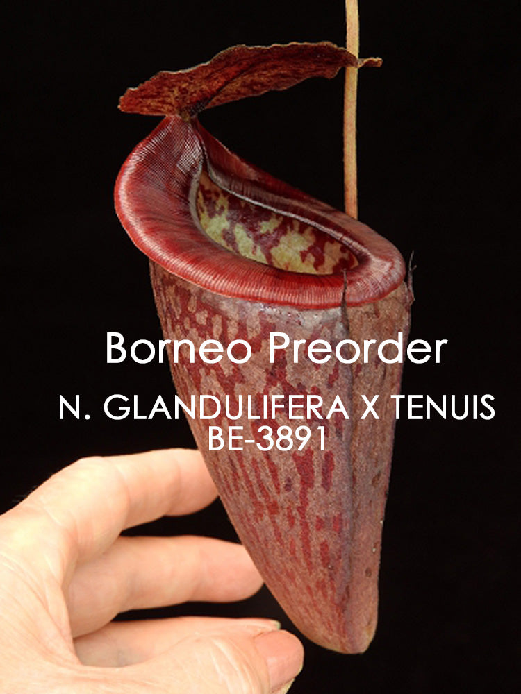 Nepenthes glandulifera x tenuis BE-3891