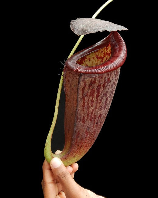 Nepenthes glandulifera x tenuis BE-3891