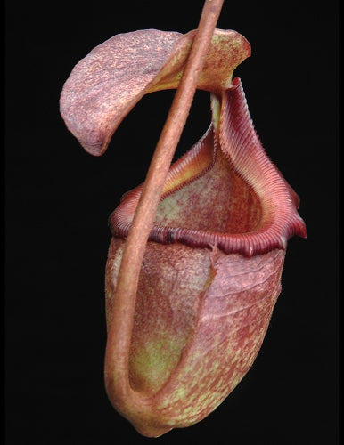 Nepenthes rajah x (burbidgeae x edwardsiana) BE-3902