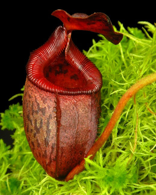 Nepenthes rajah x (burbidgeae x edwardsiana) BE-3902