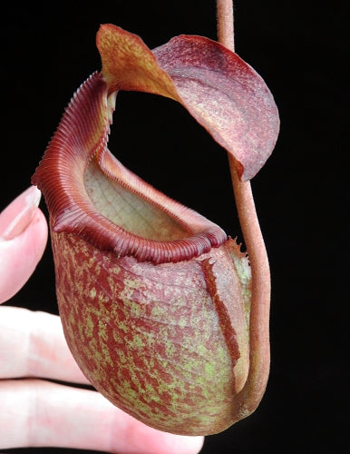 Nepenthes rajah x (burbidgeae x edwardsiana) BE-3902