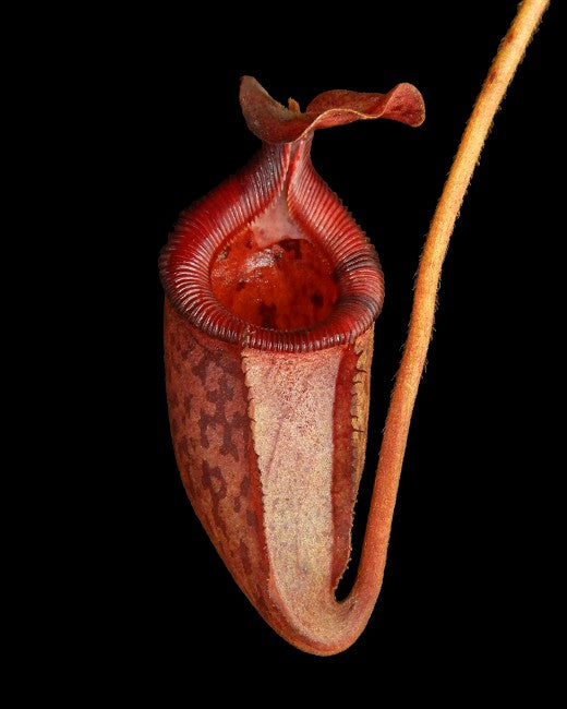 Nepenthes rajah x (burbidgeae x edwardsiana) BE-3902