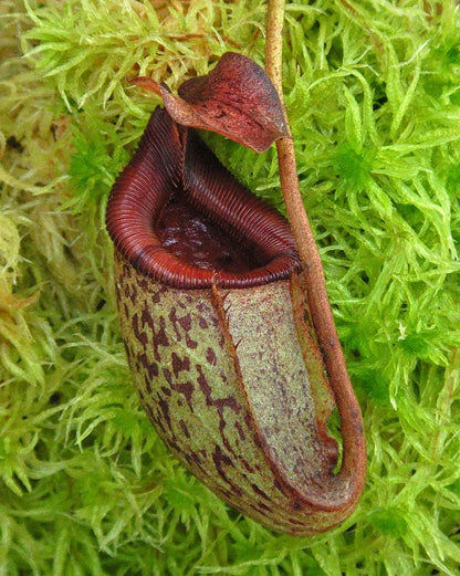 Nepenthes rajah x (burbidgeae x edwardsiana) BE-3902