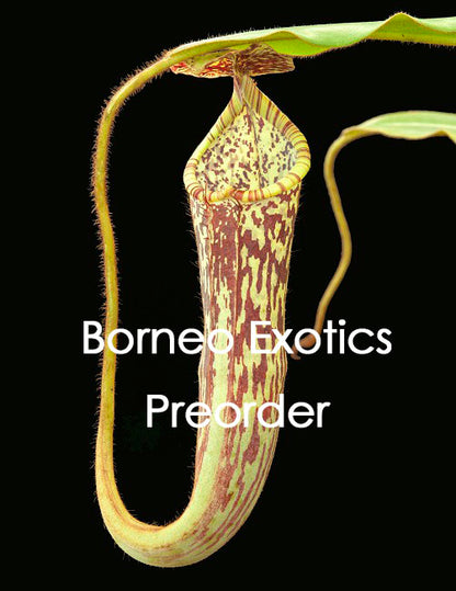 Nepenthes stenophylla „Bester ausgewählter Klon“ BE-3905