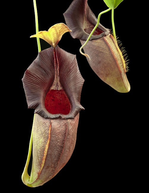 Nepenthes ovata  BE-3919  Selected Clone