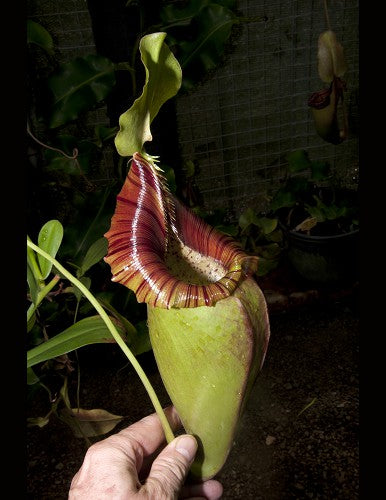 Nepenthes ovata  BE-3919  Selected Clone