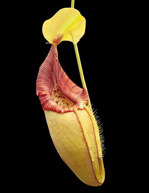 Nepenthes ovata  BE-3919  Selected Clone