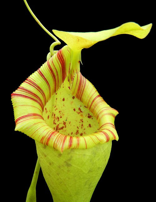 Nepenthes ovata  BE-3919  Selected Clone