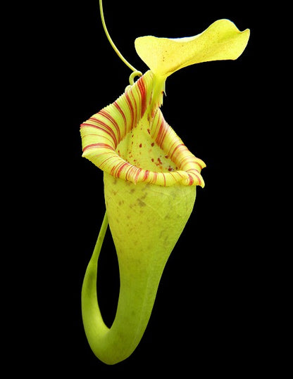 Nepenthes ovata  BE-3919  Selected Clone