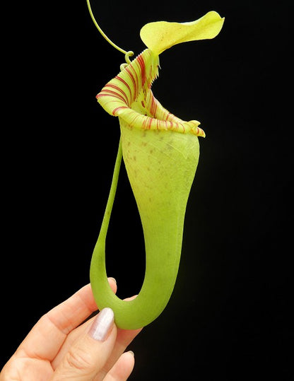 Nepenthes ovata  BE-3919  Selected Clone