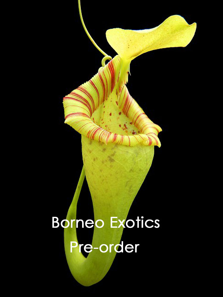 Nepenthes ovata  BE-3919  Selected Clone