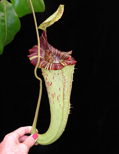 Nepenthes (veitchii x lowii) x platychila BE-3920