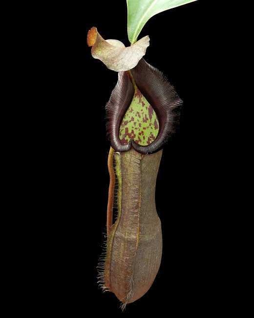 Nepenthes ramispina x robcantleyi  BE-3939