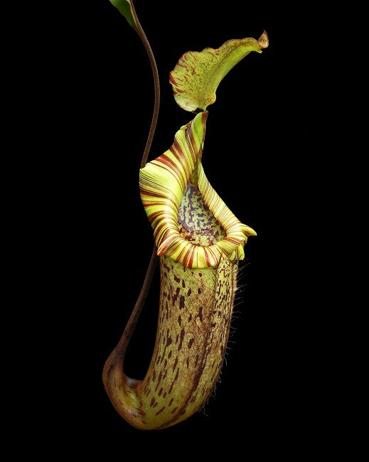 Nepenthes platychila x robcantley  BE-3946