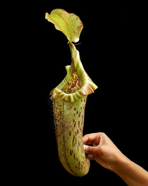 Nepenthes platychila x robcantley  BE-3946