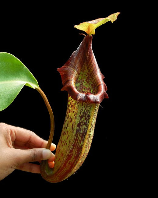 Nepenthes platychila x robcantley  BE-3946