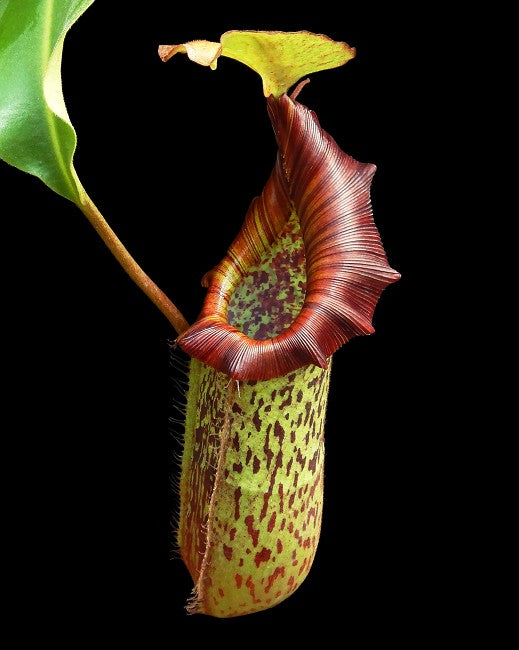 Nepenthes platychila x robcantley BE-3946