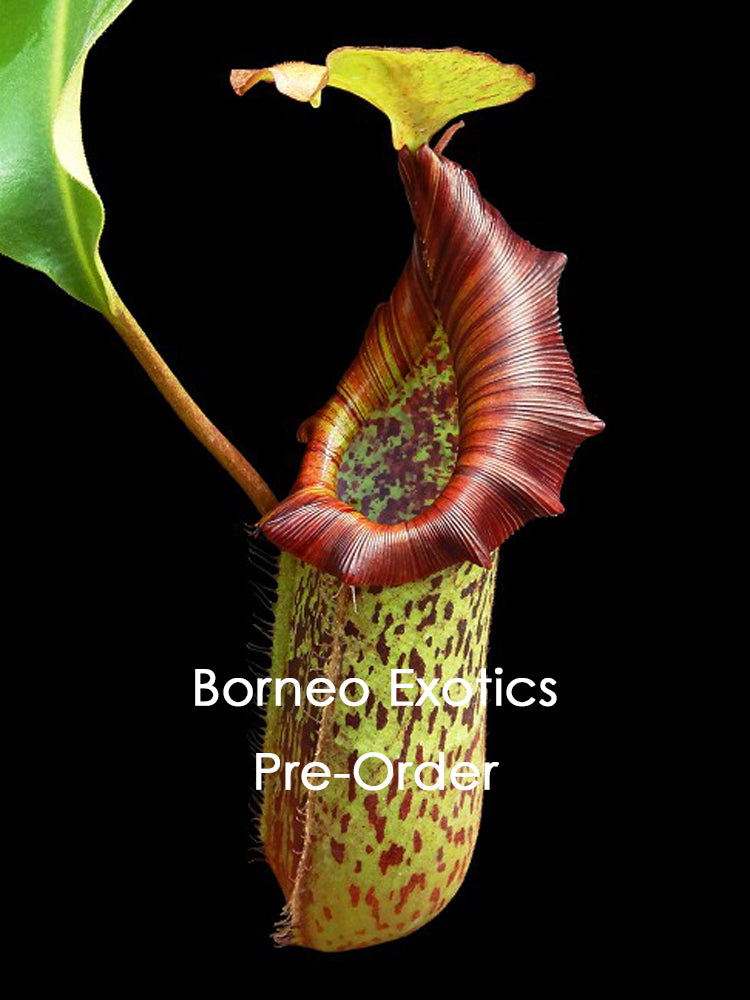 Nepenthes platychila x robcantley  BE-3946