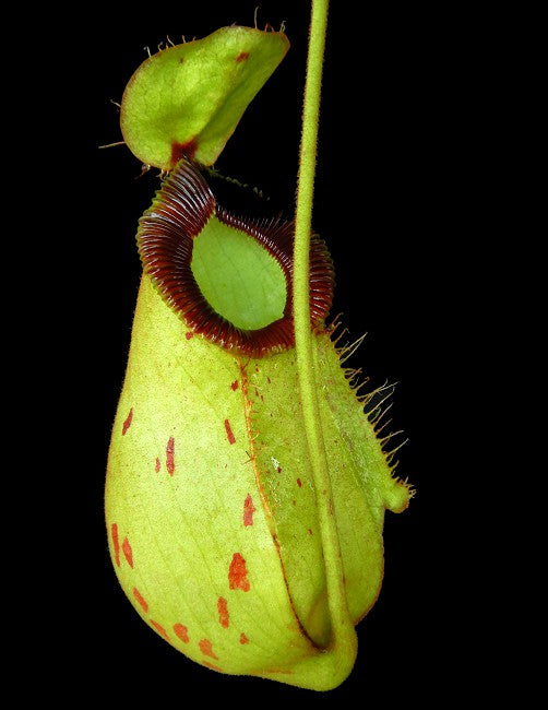 Nepenthes ampullaria "Brunei red" x hamata"Lumut" BE-3948 Assorted Clones