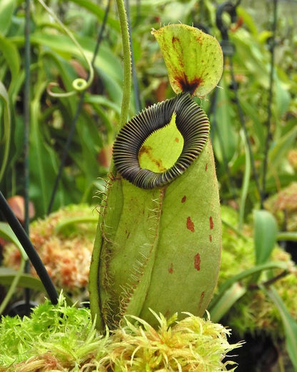 Nepenthes ampullaria „Brunei red“ x hamata „Lumut“ BE-3948 Verschiedene Klone