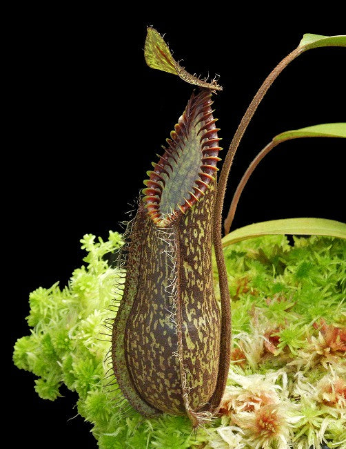 Nepenthes hamata „Dunkle Form“ Gunung Tambusisi, Morowali, Zentral-Sulawesi