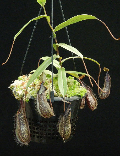 Nepenthes hamata  Gunung Tambusisi  BE-3975