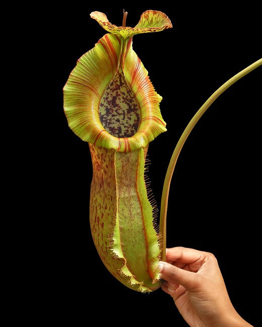 Nepenthes spathulata x (burbidgeae x edwardsiana)  BE-3978