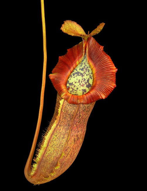Nepenthes spathulata x (burbidgeae x edwardsiana)  BE-3978