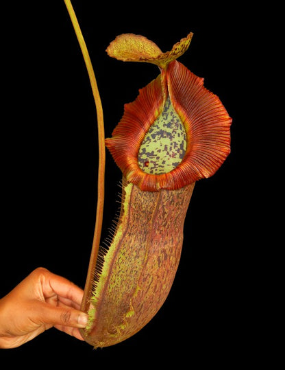 Nepenthes spathulata x (burbidgeae x edwardsiana)  BE-3978