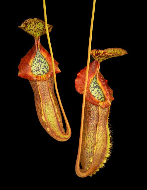 Nepenthes spathulata x (burbidgeae x edwardsiana)  BE-3978