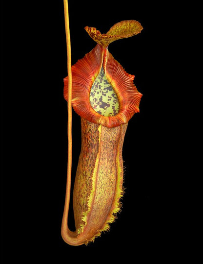 Nepenthes spathulata x (burbidgeae x edwardsiana)  BE-3978