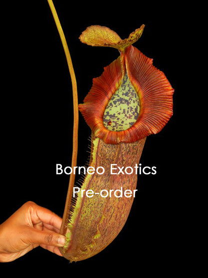 Nepenthes spathulata x (burbidgeae x edwardsiana)  BE-3978