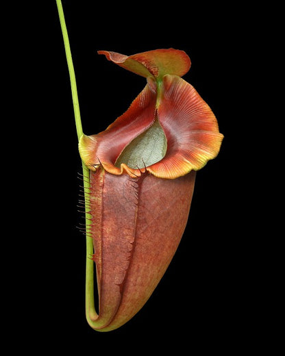 Nepenthes spathulata x tenuis BE-3981