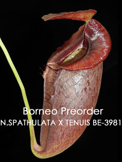 Nepenthes spathulata x tenuis BE-3981