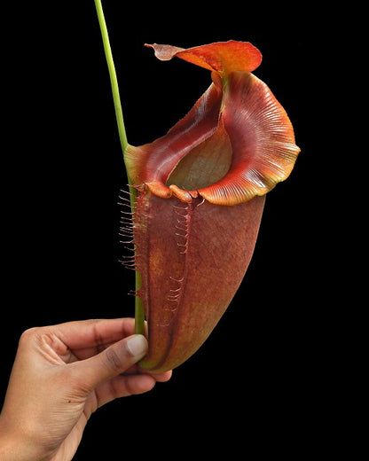 Nepenthes spathulata x tenuis BE-3981