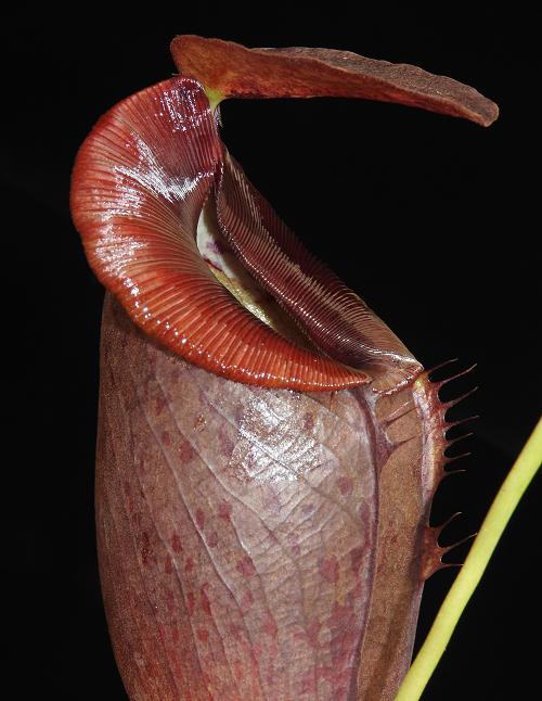 Nepenthes spathulata x tenuis BE-3981