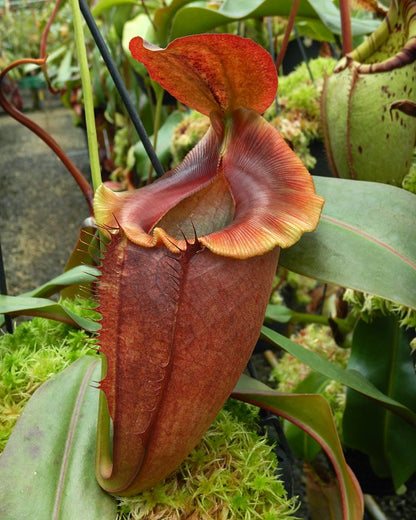 Nepenthes spathulata x tenuis BE-3981