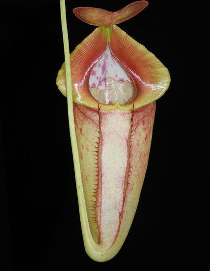 Nepenthes spathulata x tenuis BE-3981