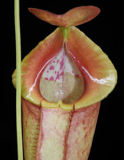 Nepenthes spathulata x tenuis BE-3981