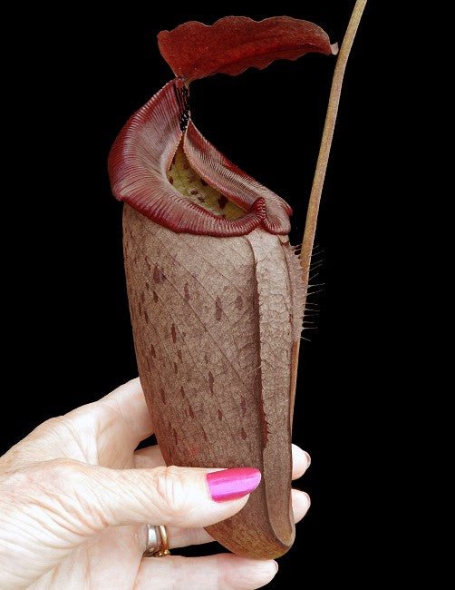 Nepenthes robcantley x tenuis  BE-3982