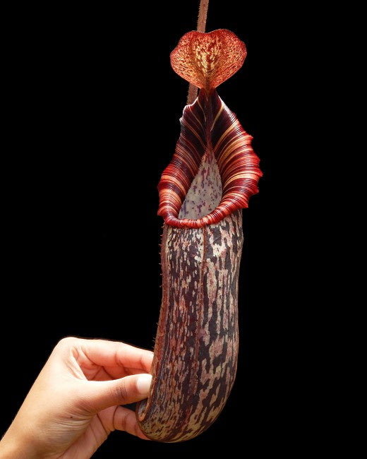 Nepenthes spectabilis x bongso  BE-3991  Best Selected Clone