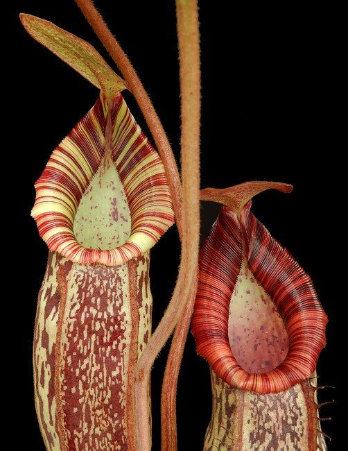 Nepenthes spectabilis x bongso  BE-3991  Best Selected Clone