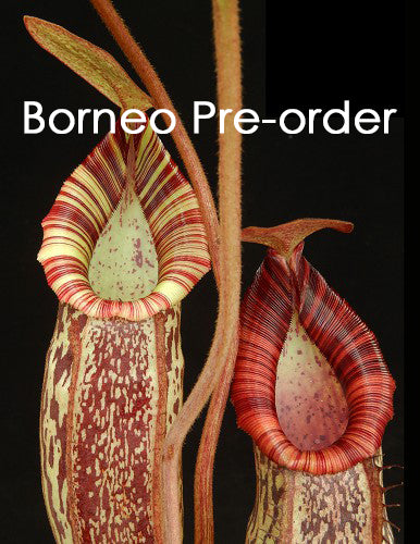 Nepenthes spectabilis x bongso BE-3991 Bester ausgewählter Klon