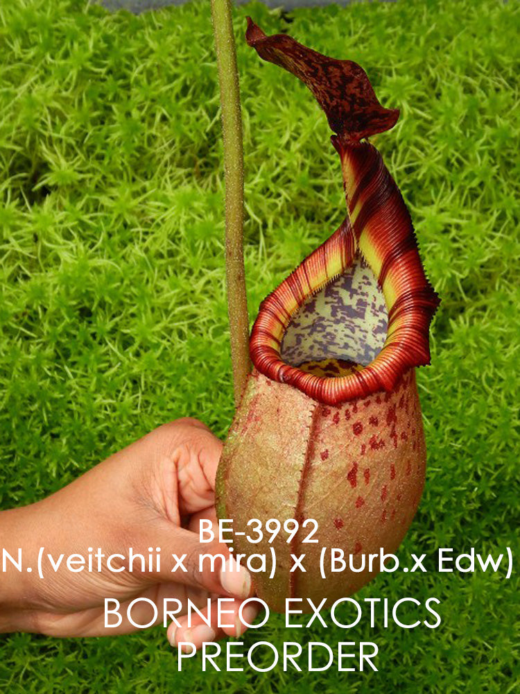 Nx (veitchii x mira) x (burbidgeae x edwardsiana) BE-3992