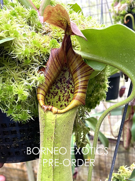 Nepenthes truncata 'Singapore Botanic Gardens'  Single clone  BE-4001