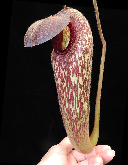 Nepenthes klossii BE-4014 Individuell ausgewählte Klone