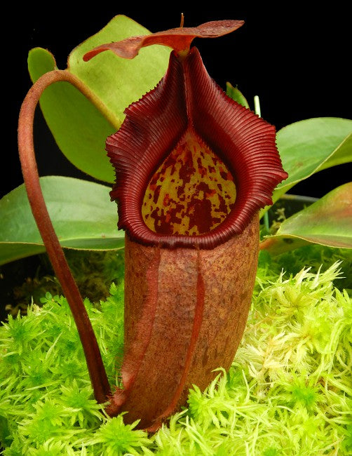 Nepenthes rajah x robcantleyi BE-4019